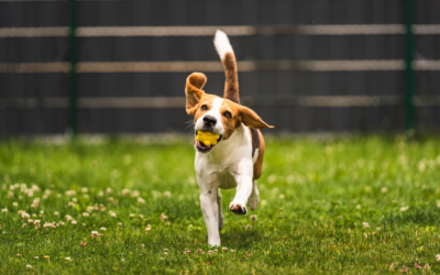 Best Types of Fences for Dogs in Ohio